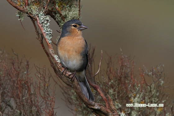 Buchfink - Copyright Stefan Pfützke