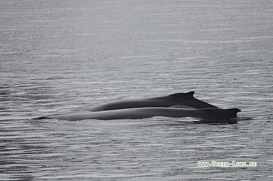 Buckelwal - Copyright Christian Gelpke