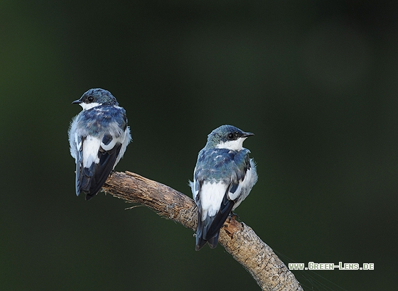 Cayennenschwalbe - Copyright Christian Gelpke