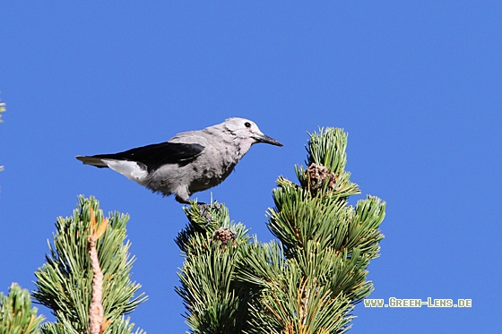 Kiefernhäher - Copyright Christoph Moning