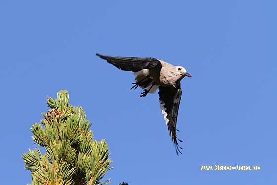 Kiefernhäher - Copyright Christoph Moning