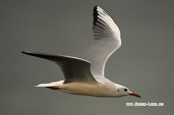 Dünnschnabelmöwe - Copyright Stefan Pfützke