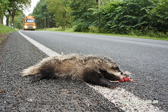Dachs - Copyright Stefan Pfützke