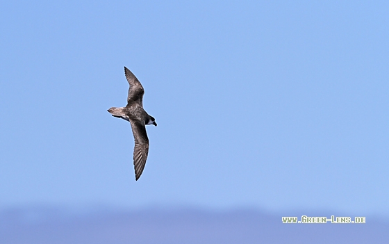 Desertassturmvogel - Copyright Christoph Moning
