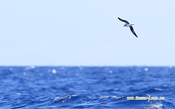 Desertassturmvogel - Copyright Christoph Moning