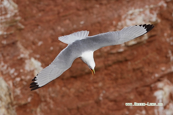 Dreizehenmöwe - Copyright Stefan Pfützke