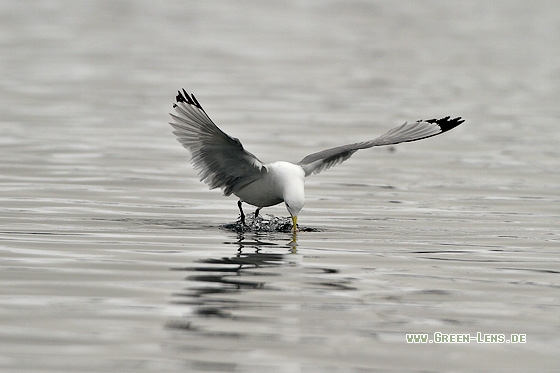 Dreizehenmöwe - Copyright Stefan Pfützke