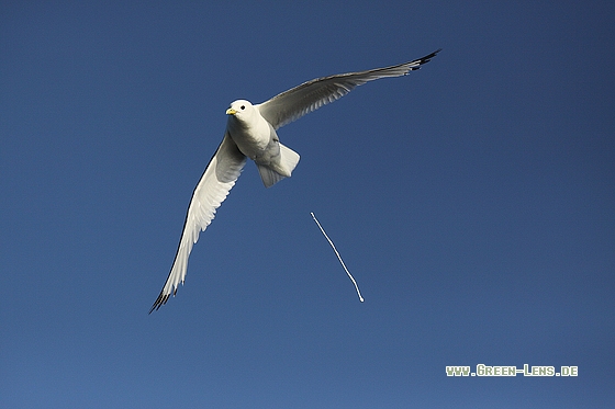 Dreizehenmöwe - Copyright Stefan Pfützke