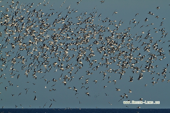 Dreizehenmöwe - Copyright Stefan Pfützke