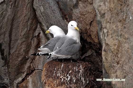 Dreizehenmöwe - Copyright Stefan Pfützke