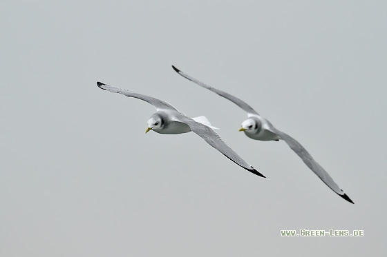 Dreizehenmöwe - Copyright Stefan Pfützke