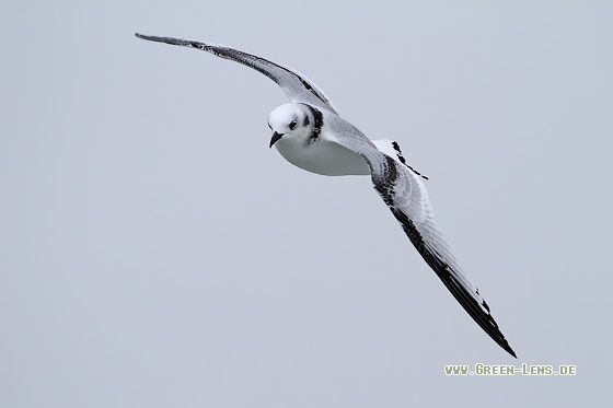 Dreizehenmöwe - Copyright Stefan Pfützke