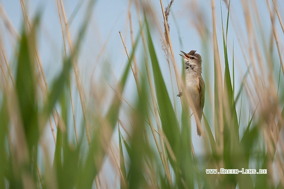 Drosselrohrsänger - Copyright Mathias Putze