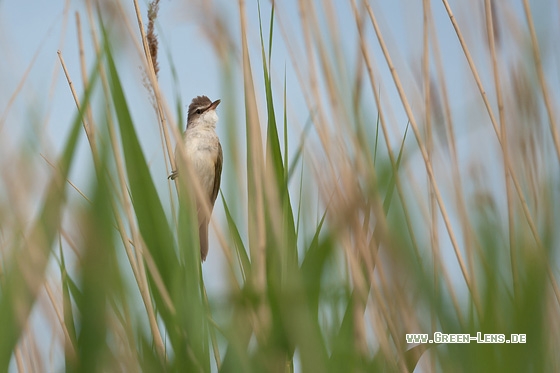 Drosselrohrsänger - Copyright Mathias Putze