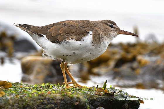 Drosseluferläufer - Copyright Stefan Pfützke