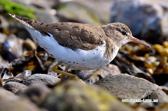 Drosseluferläufer - Copyright Stefan Pfützke