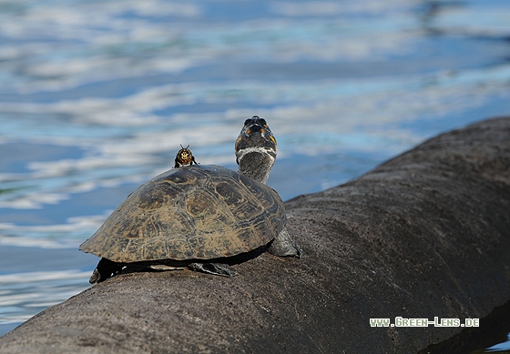 Terekay-Schienenschildkröte - Copyright Christian Gelpke