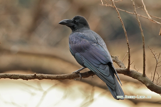 Dschungelkrähe - Copyright Stefan Pfützke