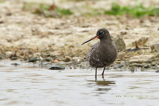 Dunkler Wasserläufer - Copyright Stefan Pfützke