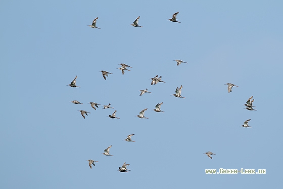 Dunkler Wasserläufer - Copyright Stefan Pfützke