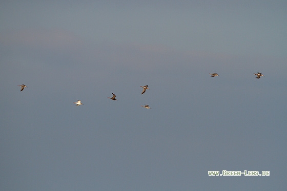 Dunkler Wasserläufer - Copyright Stefan Pfützke