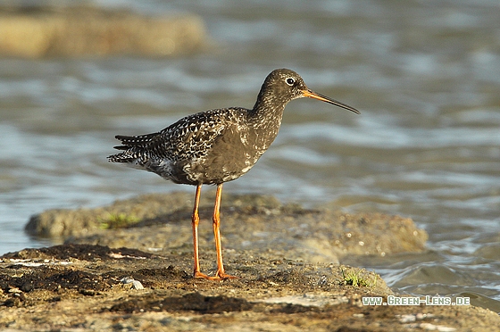 Dunkler Wasserläufer - Copyright Stefan Pfützke