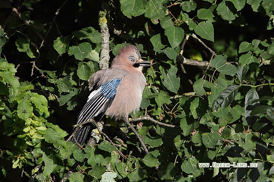 Eichelhäher - Copyright Stefan Pfützke