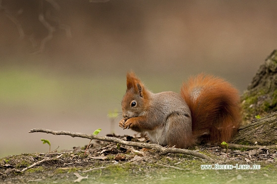 Eichhörnchen - Copyright Mathias Putze