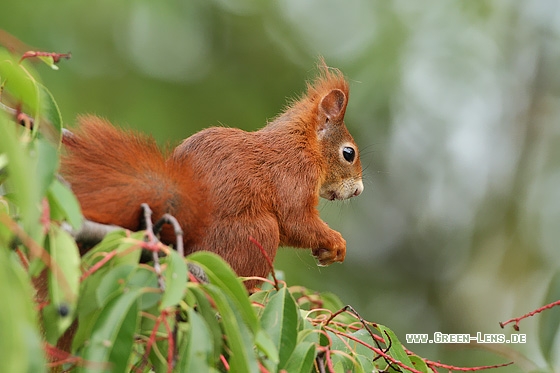Eichhörnchen - Copyright Stefan Pfützke