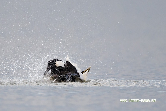 Eiderente - Copyright Mathias Putze