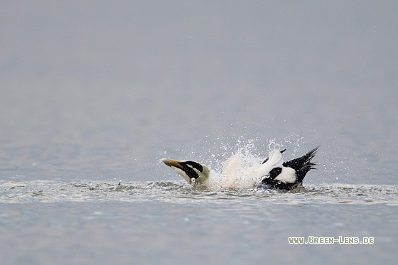 Eiderente - Copyright Mathias Putze