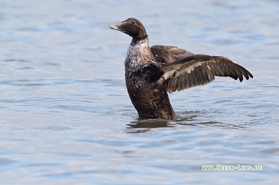 Eiderente - Copyright Mathias Putze