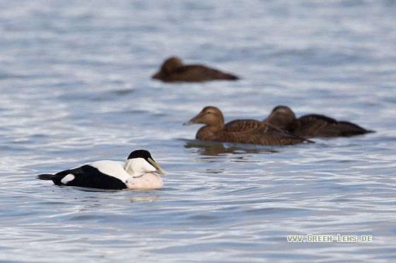 Eiderente - Copyright Mathias Putze