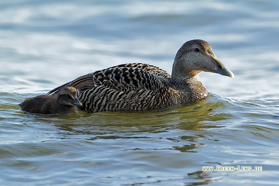 Eiderente - Copyright Stefan Pfützke