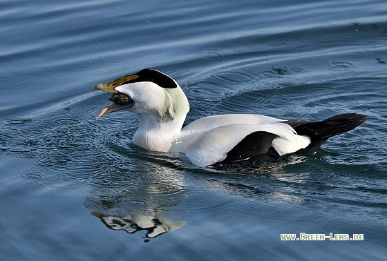 Eiderente - Copyright Stefan Pfützke