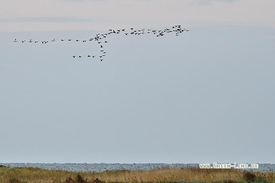 Eiderente - Copyright Stefan Pfützke