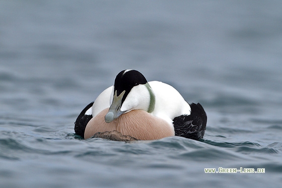 Eiderente - Copyright Stefan Pfützke