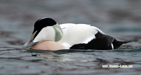 Eiderente - Copyright Stefan Pfützke