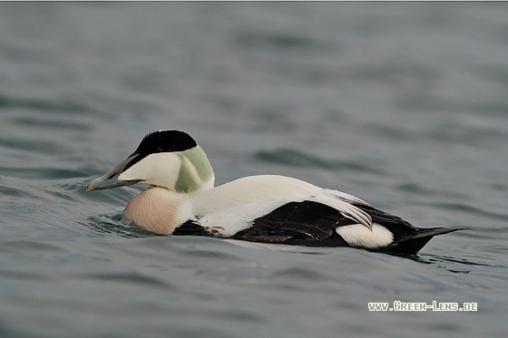 Eiderente - Copyright Stefan Pfützke