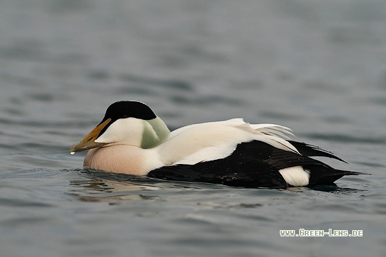 Eiderente - Copyright Stefan Pfützke