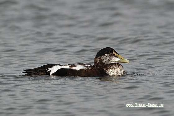 Eiderente - Copyright Stefan Pfützke