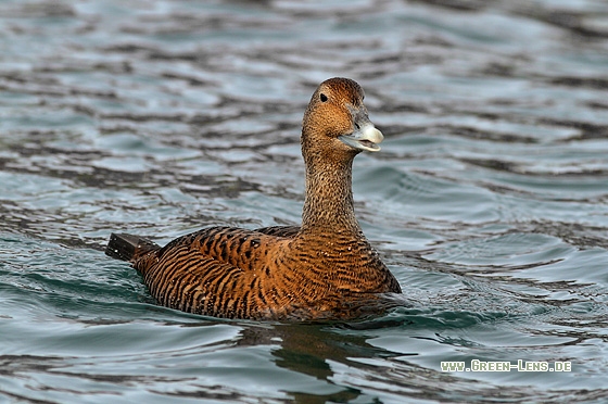 Eiderente - Copyright Stefan Pfützke