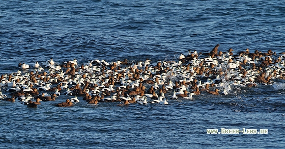 Eiderente - Copyright Stefan Pfützke