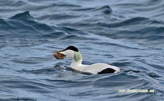 Eiderente - Copyright Stefan Pfützke