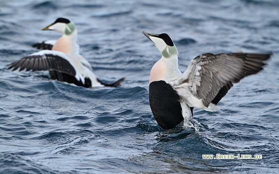 Eiderente - Copyright Stefan Pfützke