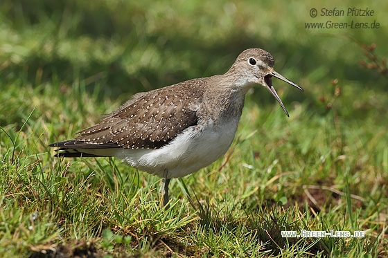Einsamer Wasserläufer - Copyright Stefan Pfützke