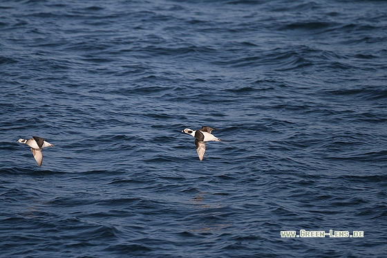 Eisente - Copyright Stefan Pfützke