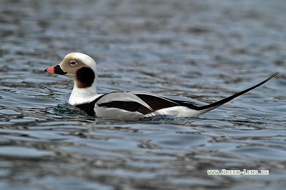 Eisente - Copyright Stefan Pfützke