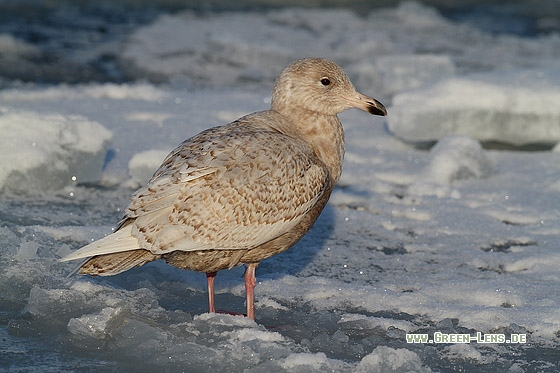 Eismöwe - Copyright Stefan Pfützke