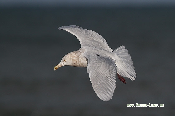 Eismöwe - Copyright Stefan Pfützke